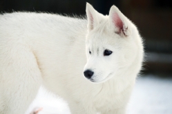 Hope - Wspolne zabawy szczeniat 11 tygodni